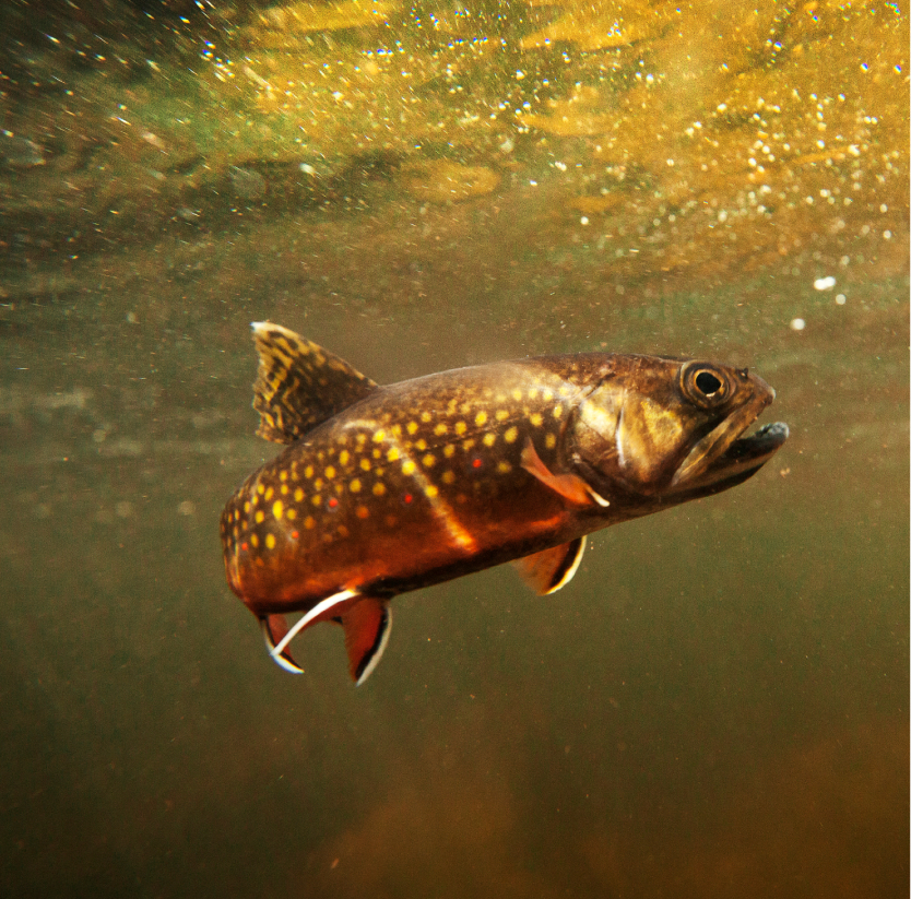 Un poisson sous l'eau