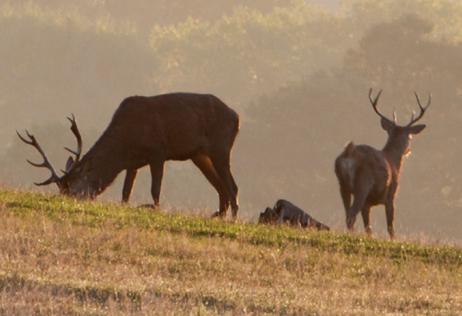 Deux chevreuils mâle en train de se nourrir en forêt
