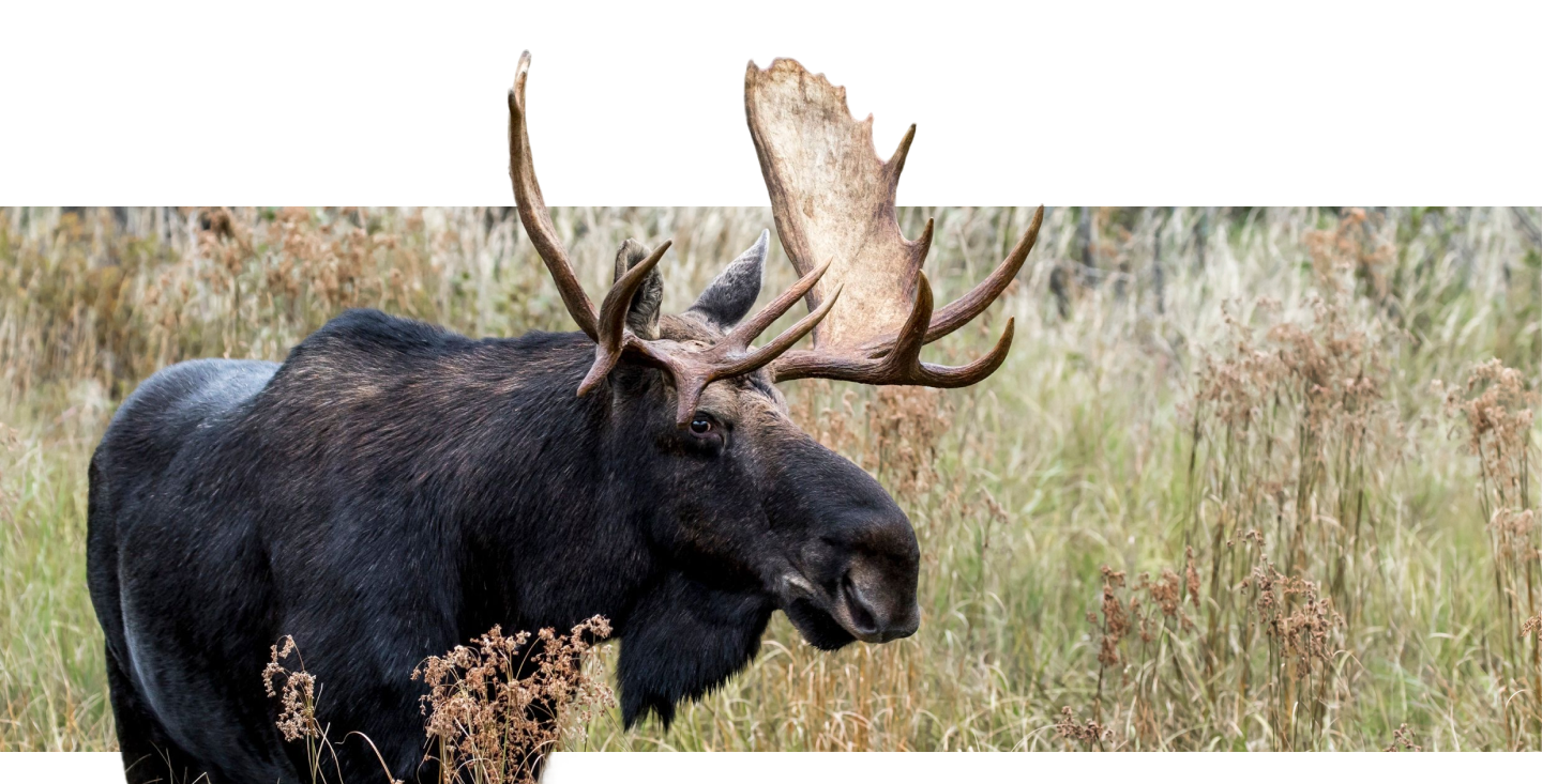 Orignal regardant l'objectif