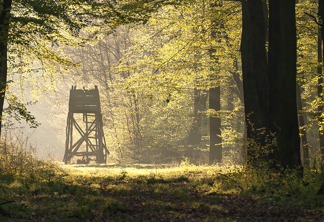 Une tour de surveillance de chasse en forêt