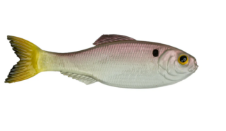 6TH SENSE Panorama 3.5