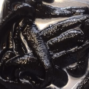 BIO LEECHES